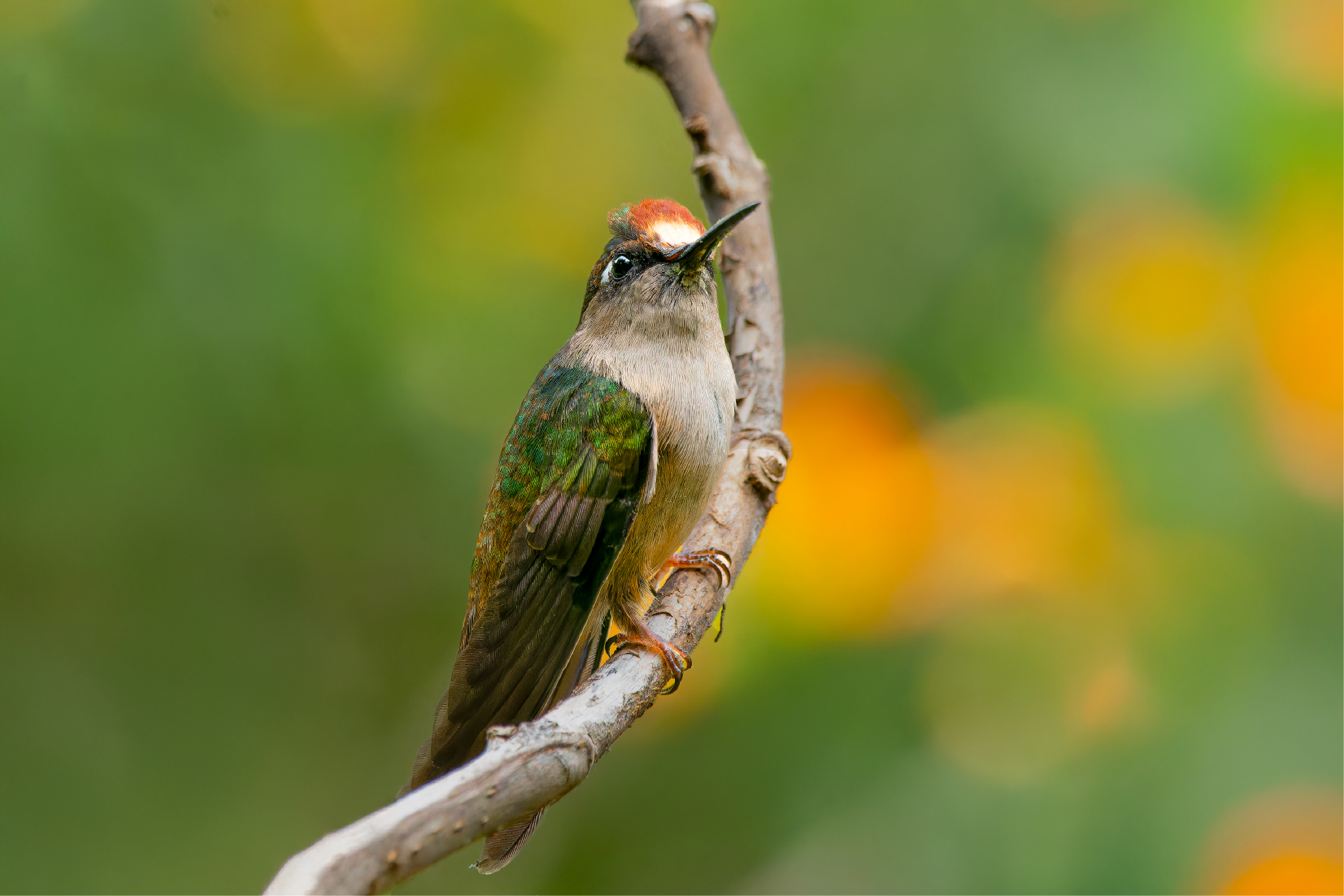 Colibrí morado en la Reserva Natural Retorno del Colibrí