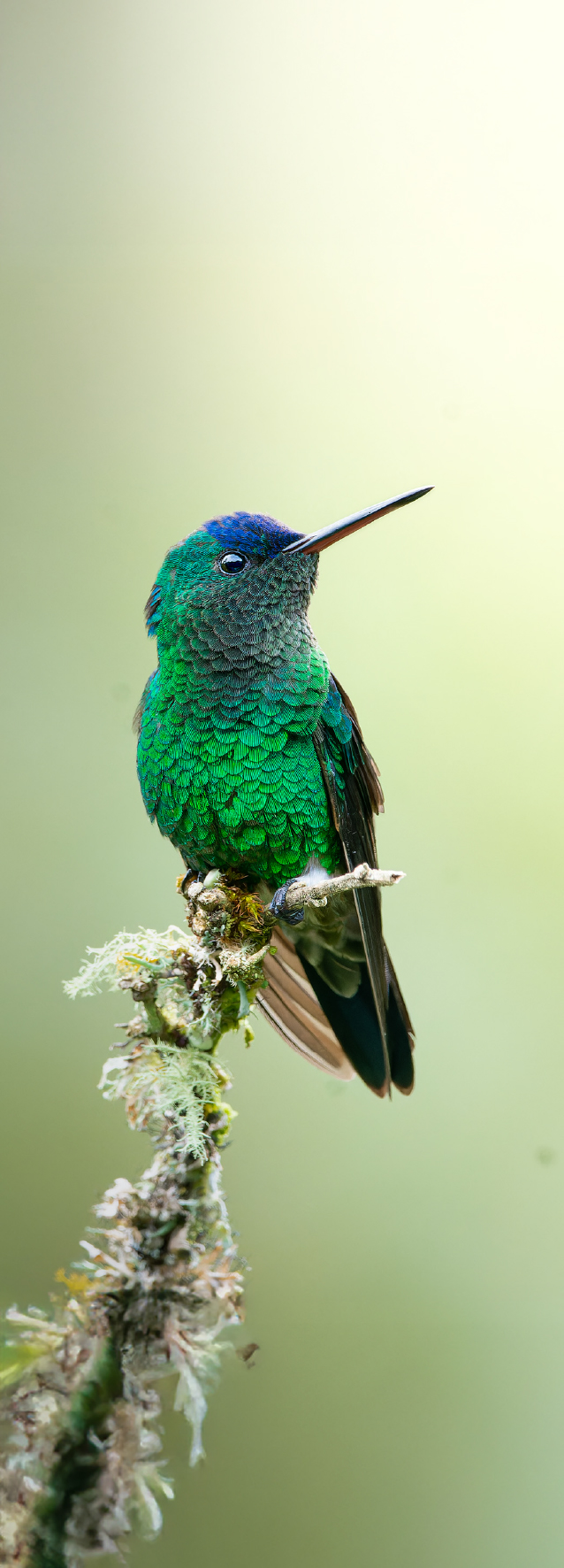 Colibrí verde en la reserva natural Retorno del Colibrí, Tolima