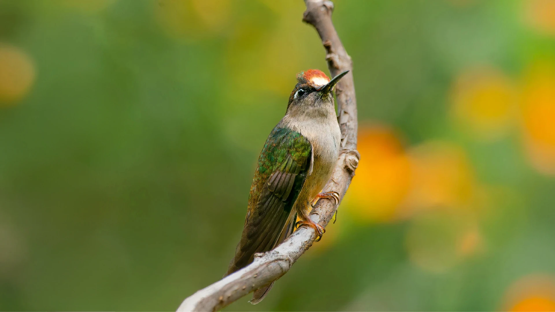 Colibrí en vuelo en Retorno del Colibrí Reserva Natural, Anaime, Tolima